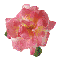 rose-klein-f
